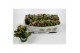 Kalanchoe bella rosa pink Kalanchoe favorita pink instyle + collar 1 p 