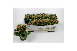 Kalanchoe bella rosa pink Kalanchoe favorita pink instyle + collar 1 p