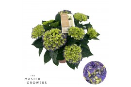 Hydrangea macr. hi ocean Blauw 7-8 Bloem