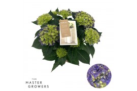 Hydrangea macr. hi ocean Blauw 9-10 Bloem