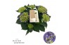 Hydrangea macr. hi ocean Blauw 9-10 Bloem