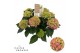 Hydrangea macr. hi ocean Roze 9-10 Bloem 