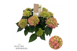 Hydrangea macr. hi ocean Roze 9-10 Bloem