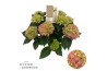 Hydrangea macr. hi ocean Roze 9-10 Bloem