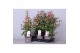 Fuchsia bella piramide mix tray 