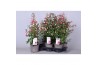 Fuchsia bella piramide mix tray