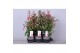 Fuchsia bella piramide mix tray 