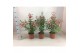 Fuchsia bella piramide mix laag 