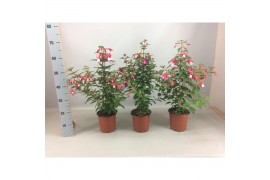 Fuchsia bella piramide mix laag