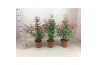 Fuchsia bella piramide mix laag