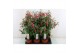 Fuchsia bella piramide mix laag 