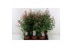 Fuchsia bella piramide mix laag 