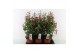 Fuchsia bella piramide mix laag 