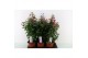 Fuchsia bella piramide mix laag 