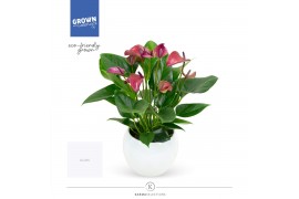 Anthurium andr. karma purple in lisa white