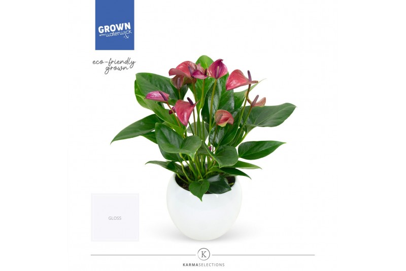 Anthurium andr. karma purple in lisa white Anthurium andr. karma purple in lisa white