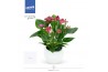 Anthurium andr. karma purple in lisa white