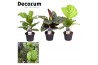 Calathea mix decorum