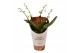Phalaenopsis minimark 2 tak 