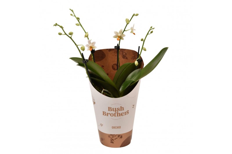 Phalaenopsis minimark 2 tak 