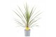 Cordyline variegata 
