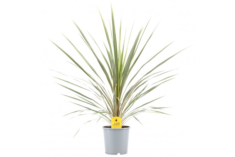 Cordyline variegata 