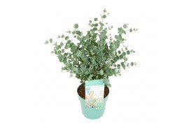 Eucalyptus gunnii  azura