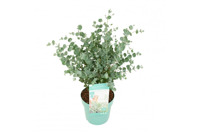 Eucalyptus gunnii  azura 