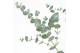 Eucalyptus gunnii  azura 