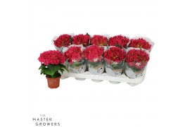 Hydrangea macr. hot red Rood 1+