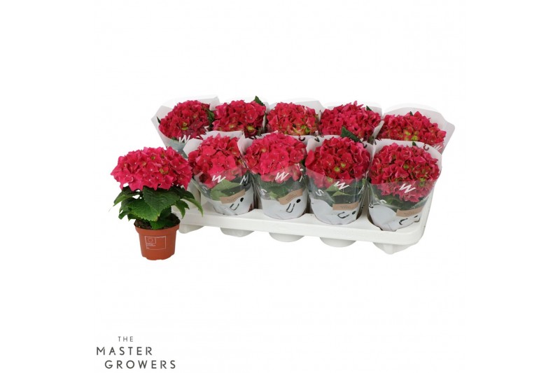 Hydrangea macr. hot red Rood 1+ 