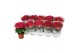 Hydrangea macr. hot red Rood 1+ 