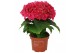 Hydrangea macr. hot red Rood 1+ 