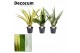 Sansevieria aubrytniana special mix decorum 