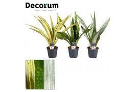 Sansevieria aubrytniana special mix decorum