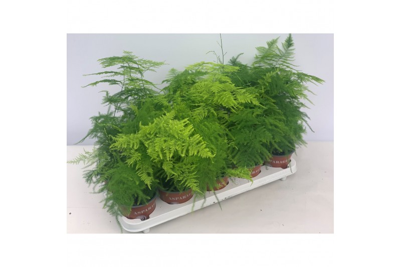 Asparagus setaceus Asparagus Plumosus1 pp 