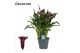 Zantedeschia paco decorum paars 