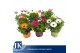 Osteospermum mix Mixlaag - TST 