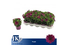 Osteospermum sunny mary Paars - TST