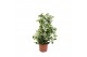Tachelospermum jasminoides 1 pp 