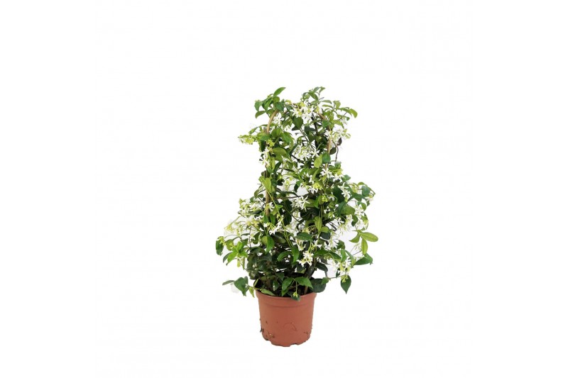 Tachelospermum jasminoides 1 pp 