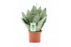 Sansevieria black coral 