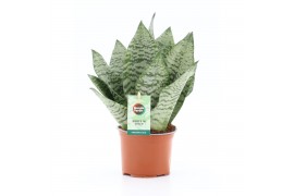 Sansevieria black coral
