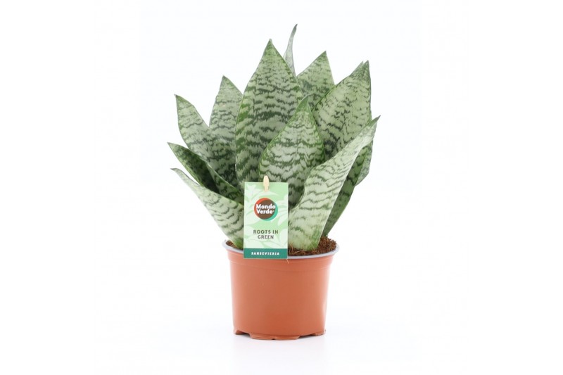 Sansevieria black coral 