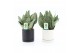Sansevieria trifasciata black coral in hainan keramiek 