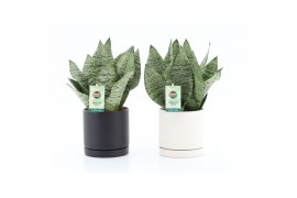 Sansevieria trifasciata black coral in hainan keramiek
