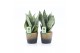 Sansevieria trifasciata black coral Sansevieria Black Coral in Lunar k 