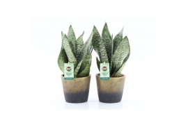 Sansevieria trifasciata black coral Sansevieria Black Coral in Lunar k