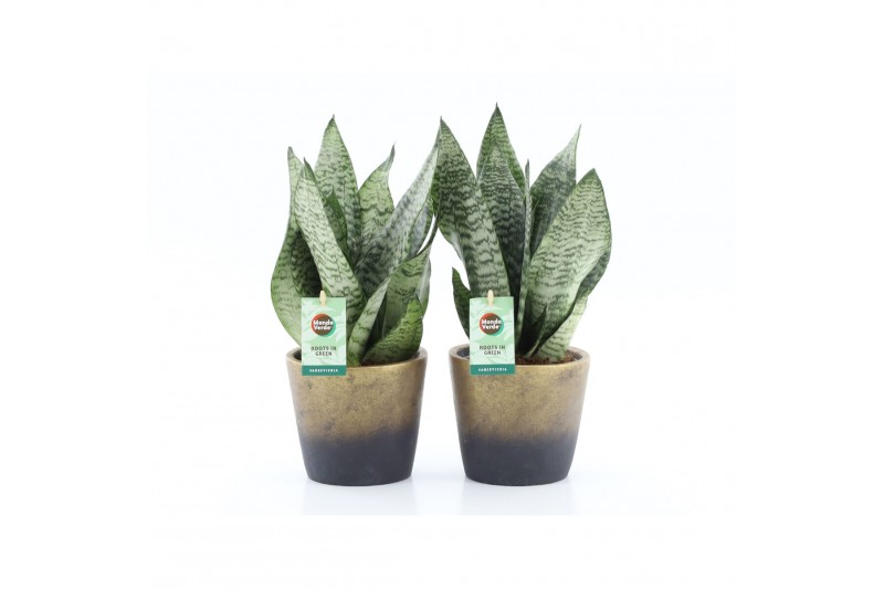 Sansevieria trifasciata black coral Sansevieria Black Coral in Lunar k Sansevieria trifasciata black coral Sansevieria Black Coral in Lunar k