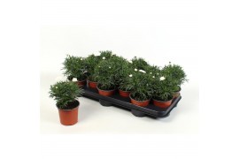 Argyranthemum frutescens 13 cm diameter